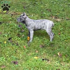 Lemon, Cane Corso Puppy